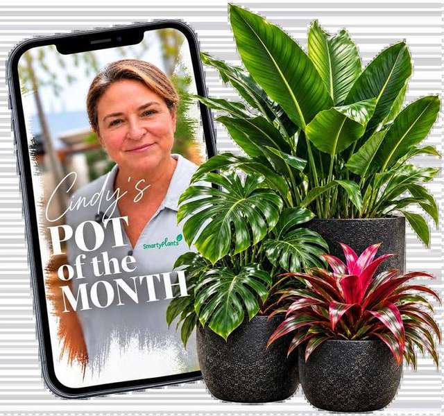 Cindy's Pot of the Month for October — black pots, 25% off – Amelia's SmartyPlants
