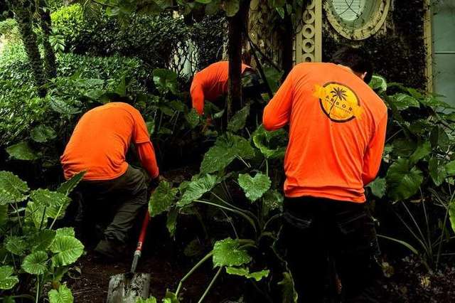 Arbor Tree and Landscape crew in orange shirts planting by hand in a shaded Palm Beach garden bed – Arbor Tree and Landscape