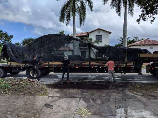 Large wrapped palm secured to a flatbed trailer with three crew members beside it – Arbor Tree and Landscape