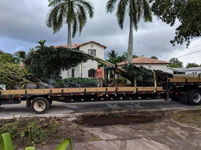 Large palms secured on a flatbed truck for delivery and installation at a residential property – Arbor Tree and Landscape