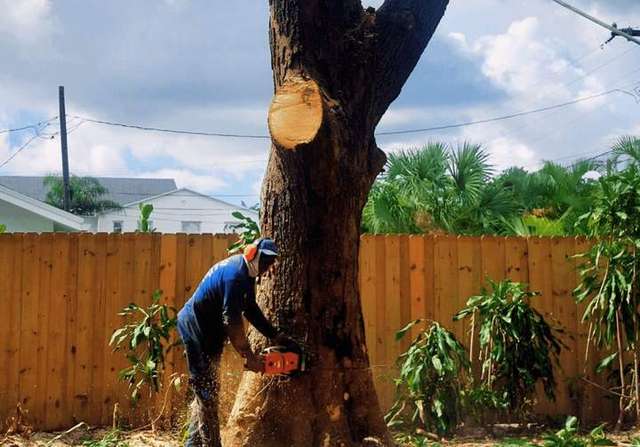 Photo photo – CK's Tree Service