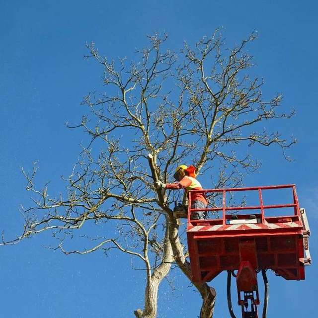 Photo photo – Delray Beach Tree Service