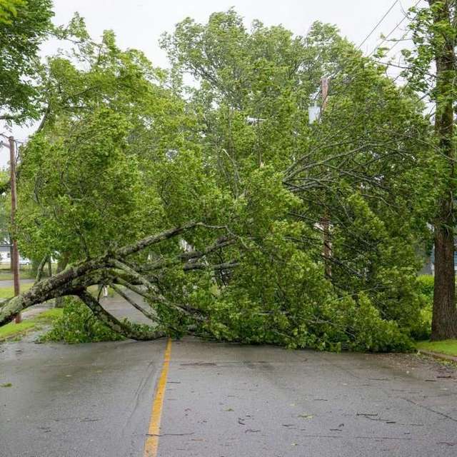 Photo photo – Delray Beach Tree Service