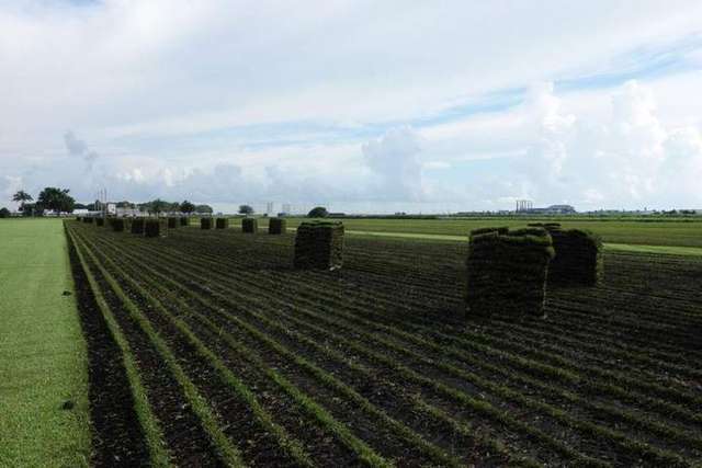 Photo photo – GVI Sod