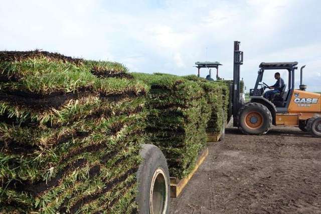 Photo photo – GVI Sod