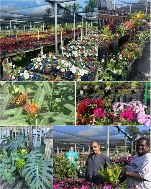 Landscape project by HabBloom Plant Nursery (HabCenter)