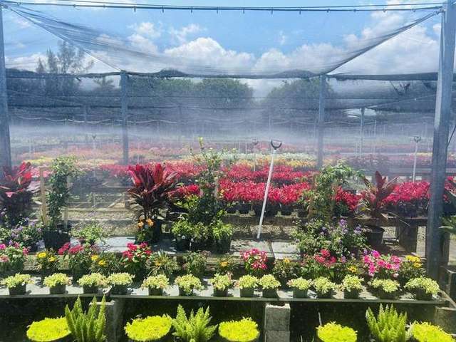 Photo photo – HabBloom Plant Nursery (HabCenter)