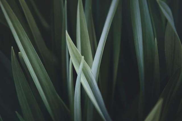 Magnified Grass – Indian Trails Native Nursery