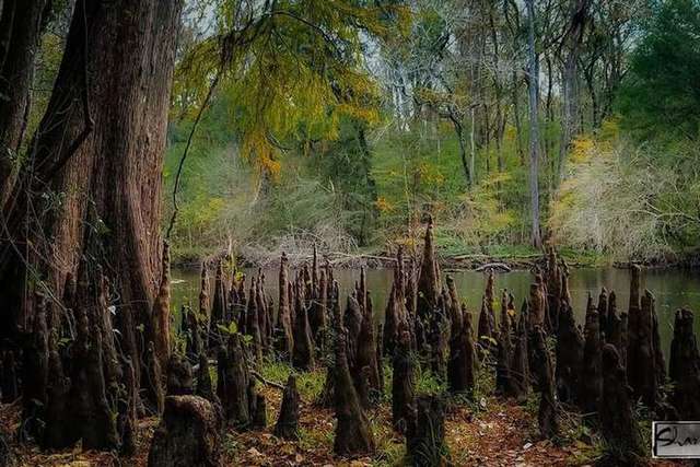 481823384_9362087843829493_3747203313182050586_n.jpg – Indian Trails Native Nursery