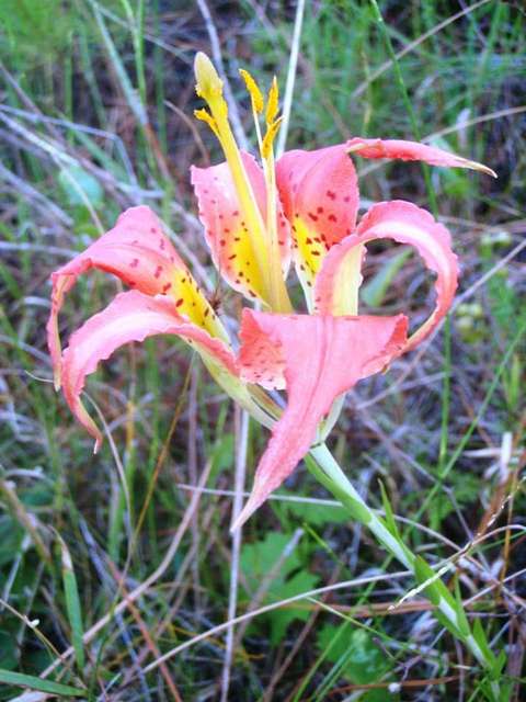 Native Wildflowers and Groundcovers Gallery – Meadow Beauty Nursery
