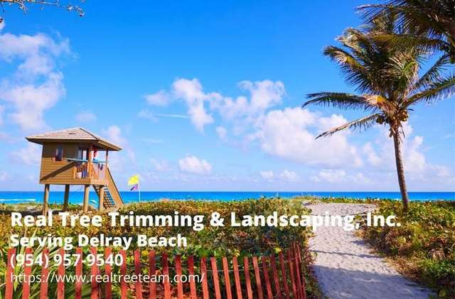 The Famous Delray Beach. Text by Real Tree Team - a tree company serving the Delray Beach area – Real Tree Trimming & Landscaping