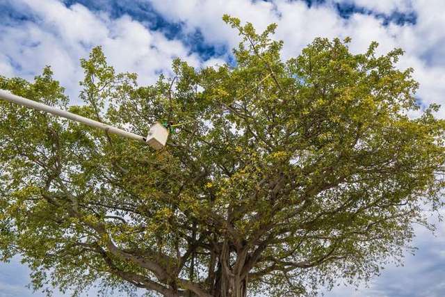 Arborist from Real Tree Team in a bucket truck performing tree trimming in Delray Beach FL – Real Tree Trimming & Landscaping