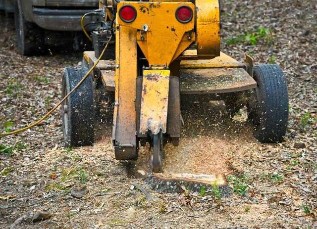 Photo photo – Real Tree Trimming & Landscaping