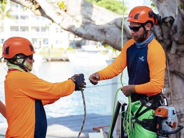 Two Sherlock Tree Company arborists in orange safety helmets and gear coordinating a climbing rope handoff near a large  – Sherlock Tree Company