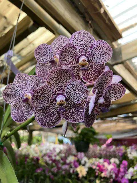 Project photo – Urban Farm Mart (formerly Pineland Nursery)